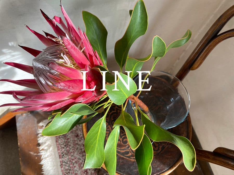 Dewlilly 新入荷お知らせメールはこちら